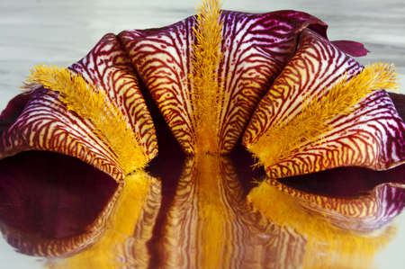 Details of a beautiful iris on a background of a foilの写真素材