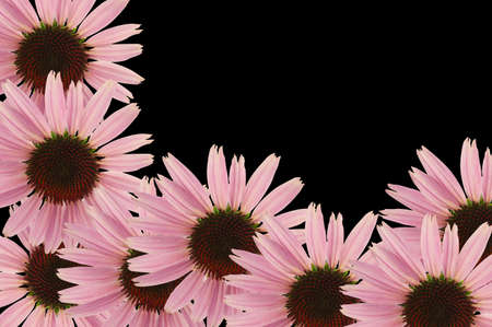 Numerous flowers echinacea, creating a beautiful background.の写真素材
