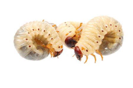 For some peoples it is good mealの写真素材