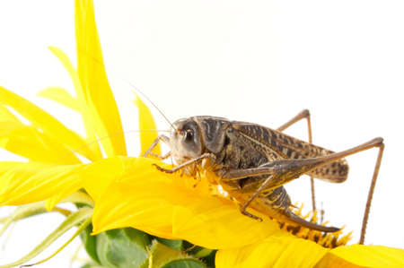 Photographing of a large locust in studio conditionsの写真素材