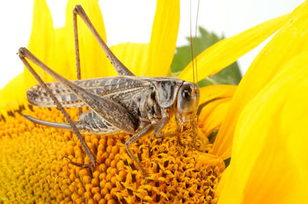 Photographing of a large locust in studio conditionsの写真素材