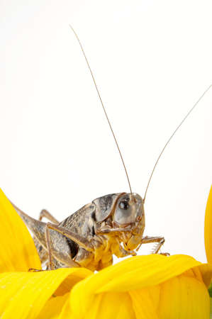 Photographing of a large locust in studio conditionsの写真素材