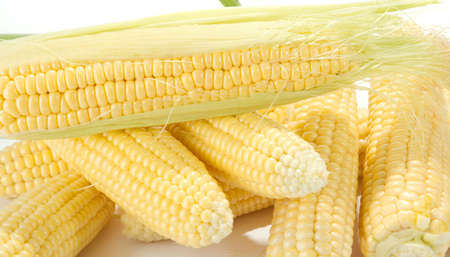 Ripe fruits of sweet corn on white 