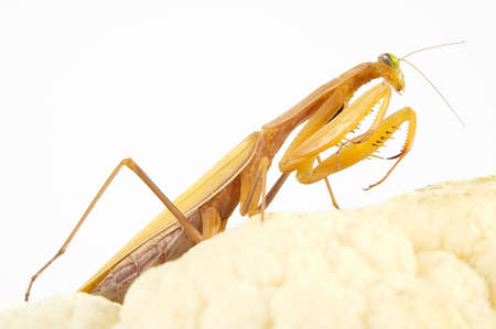 a mantes is a very sly predatorの写真素材