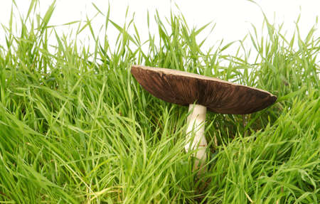 The big old mushroom in a grass on a white background. Shooting in studio.の写真素材