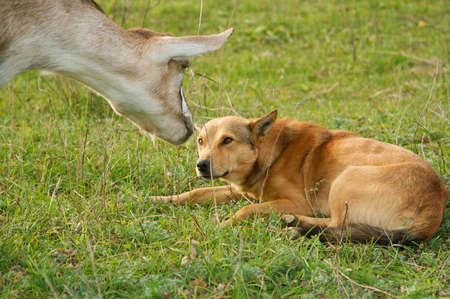 Goats were the first animals tamed by the person.の写真素材
