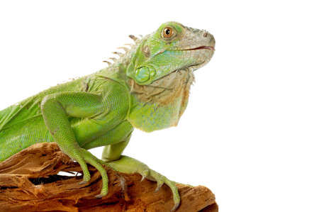 iguana there is a beautiful ornament of a domestic terrariumの写真素材