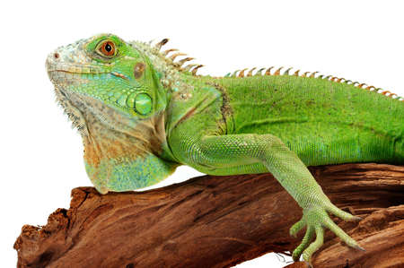 iguana there is a beautiful ornament of a domestic terrariumの写真素材