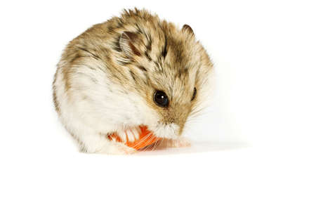 Small hamster on a white backgroundの写真素材