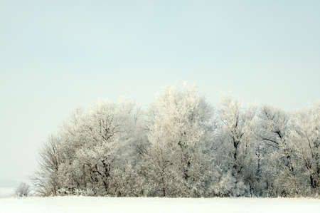 Dry plant covered with hoarfrost.の写真素材