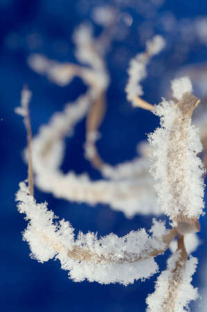 Dry plant covered with hoarfrost.