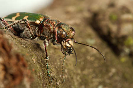 Carabidae  the huge family numbering more of 500 kinds. の写真素材