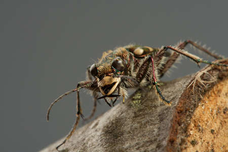 Carabidae  the huge family numbering more of 500 kinds. の写真素材
