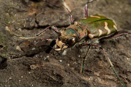 Carabidae  the huge family numbering more of 500 kinds. の写真素材