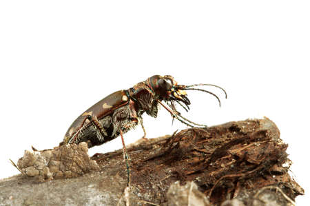 Carabidae  the huge family numbering more of 500 kinds.の写真素材