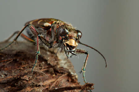 Carabidae  the huge family numbering more of 500 kinds. の写真素材