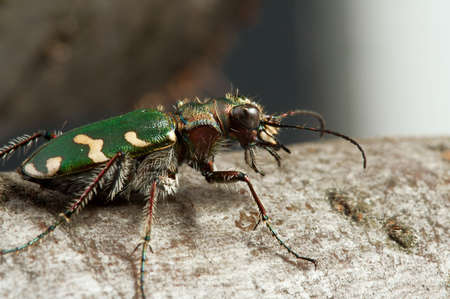 Carabidae  the huge family numbering more of 500 kinds. の写真素材