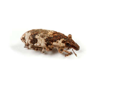 The small insect brings the big harm to an agriculture.の写真素材