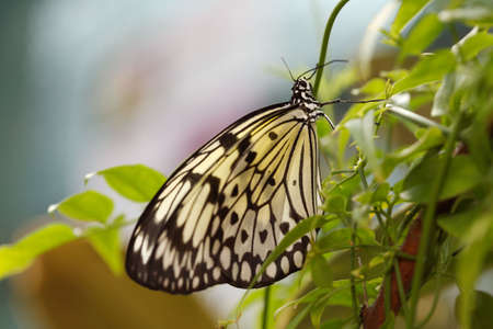 The beautiful butterfly is considered a symbol of love.の写真素材