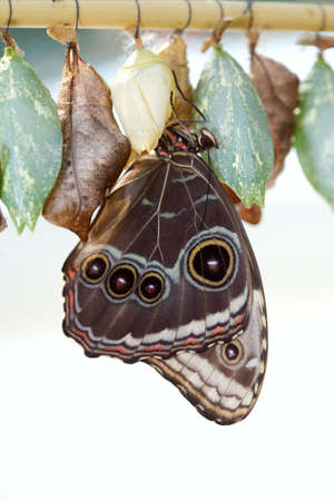 The beautiful butterfly is considered a symbol of love.の写真素材