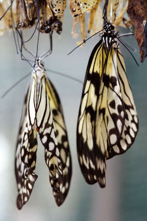 The beautiful butterfly is considered a symbol of love.の写真素材