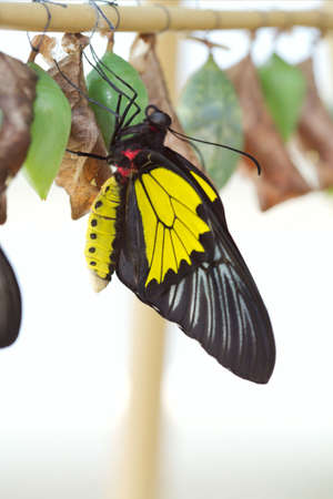 The beautiful butterfly is considered a symbol of love. の写真素材