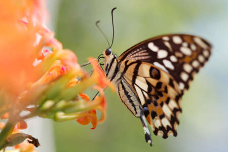 The beautiful butterfly is considered a symbol of love.の写真素材