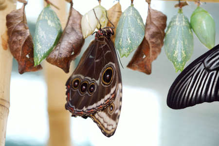 The beautiful butterfly is considered a symbol of love.の写真素材