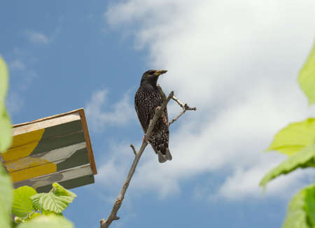 Ordinary starling on a branch near the small houseの写真素材