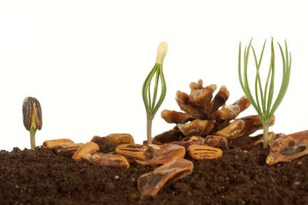 Small sprouts a mighty tree.の写真素材