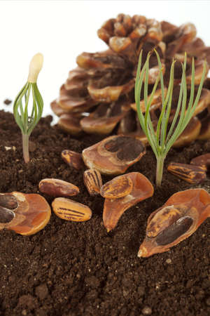 Small sprouts a mighty tree.の写真素材