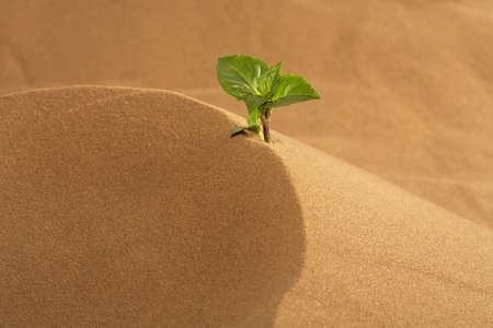 Sprout a young tree develops in sandの写真素材
