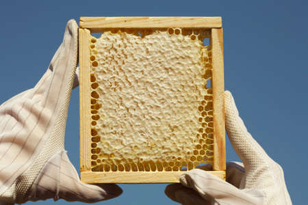 Honeycomb with natural  honeyの写真素材