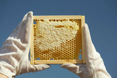 Honeycomb with natural  honeyの写真素材