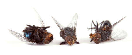 Dead big annoying fly on a white background の写真素材