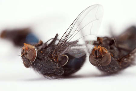 Dead big annoying fly on a white background の写真素材