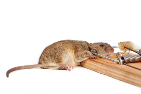 Dead mouse in a mousetrap on a white backgroundの写真素材