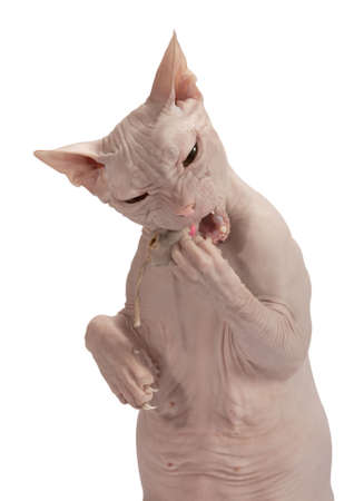 Cat of breed Don the Sphynx isolated on a white background