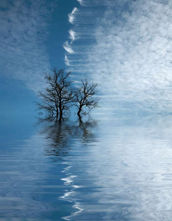 Dry tree flooded with waterの写真素材