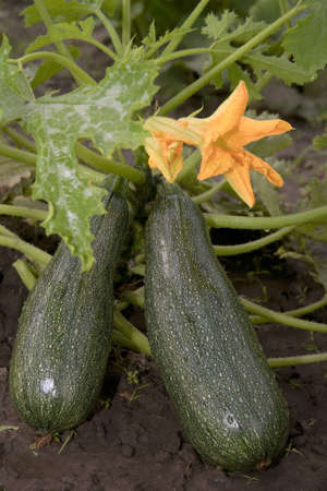 Non-polluting method of cultivation of vegetable marrows  on a farmの写真素材