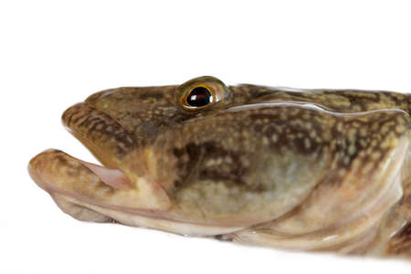 One of the largest Gobiidae reservoirs - Gobiidae-a whip lives in Black sea and his{its} numerous estuaries, occupies sea of Azov.の写真素材