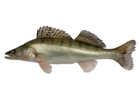 Large pike perch isolated on a white background.の写真素材