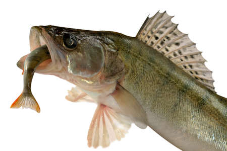 Large pike perch isolated on a white background.の写真素材