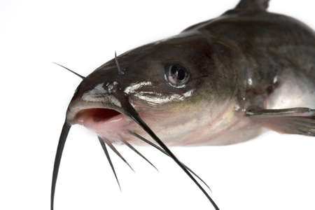 Channel catfish isolated on a white background. Traditionally American kind of a fish.の写真素材
