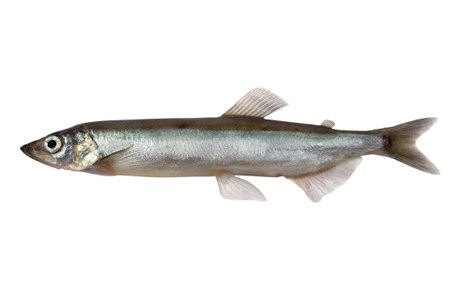 Trade sample large capelin on a white background.の写真素材