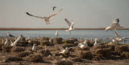 Colony of gulls uses cormorant nests for their eggs.の写真素材