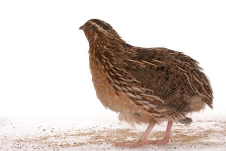 Japanese quail on a white background. A bird that lays the Golden eggs.