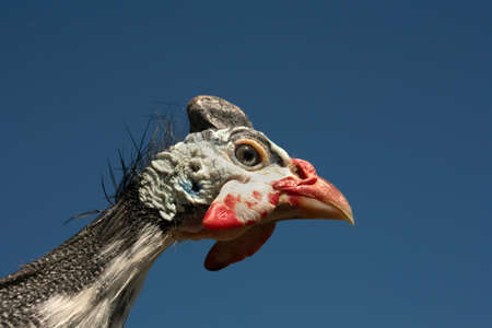 Close-up of a helmeted guineafowl (numida meleagris) against a background of the sky.Helmeted...
