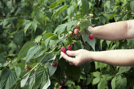 Process of harvesting of red raspberry in a farmer garden