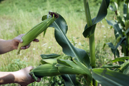 Process of harvesting of corn in a farmer kitchen garden
